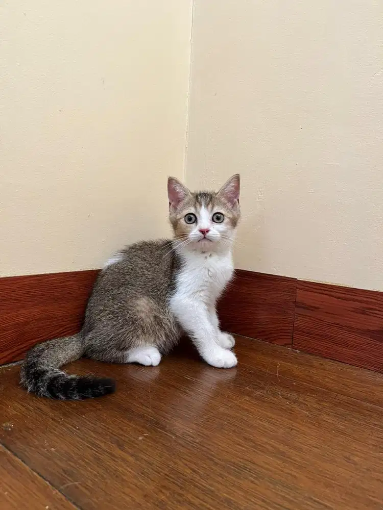 BSH x Scottish Straight Jantan