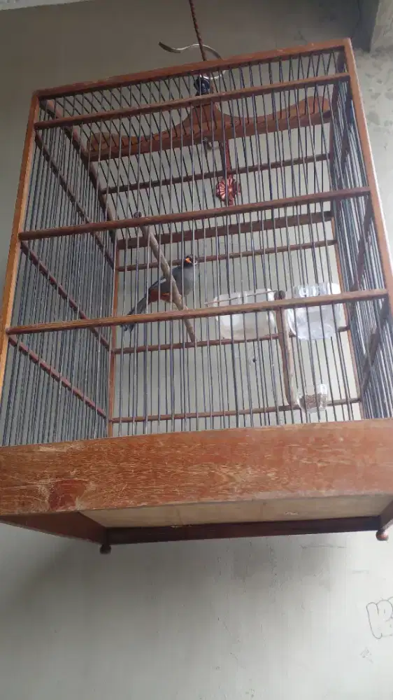 Jual burung poksay mandarin fulset