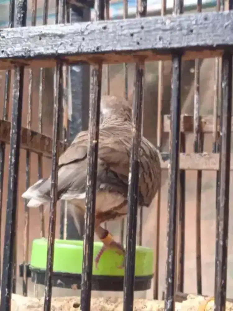 Burung Perkutut Katuranggan