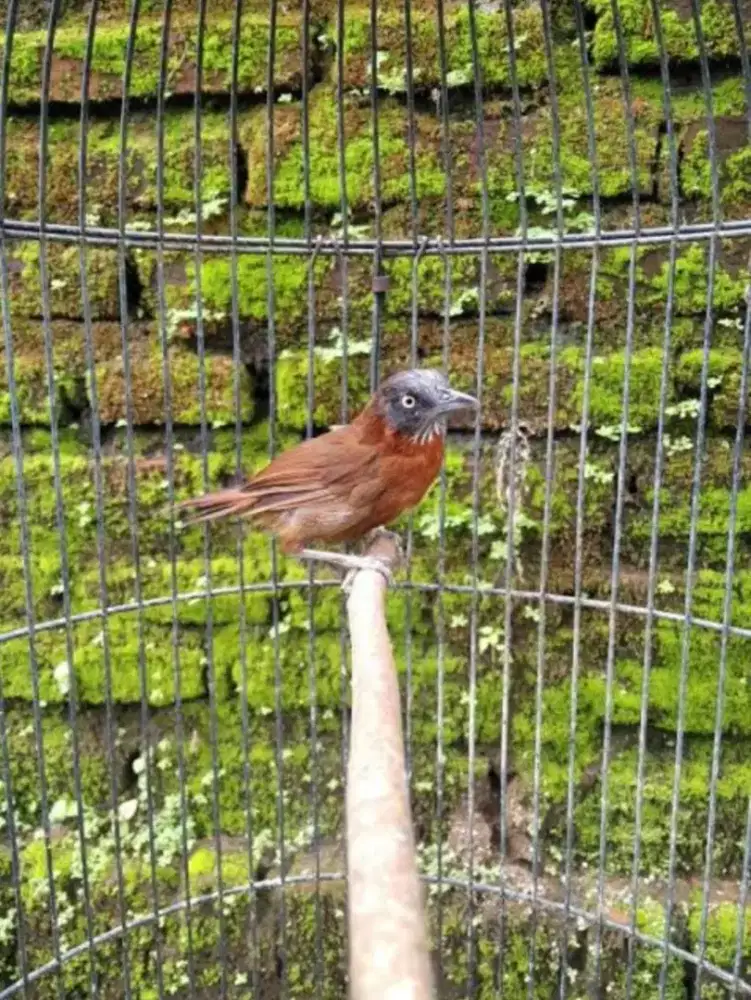 Burung tepus kepala abu