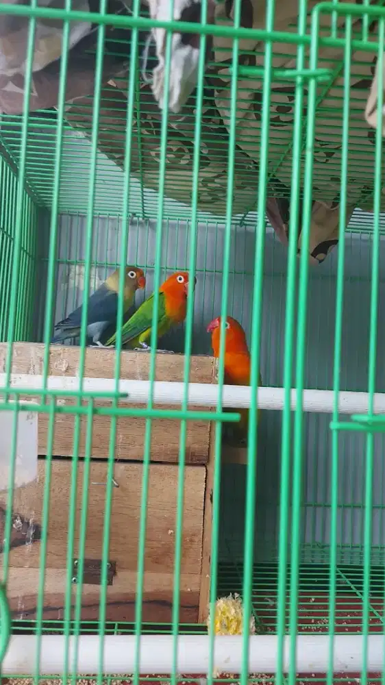 Burung lovebird