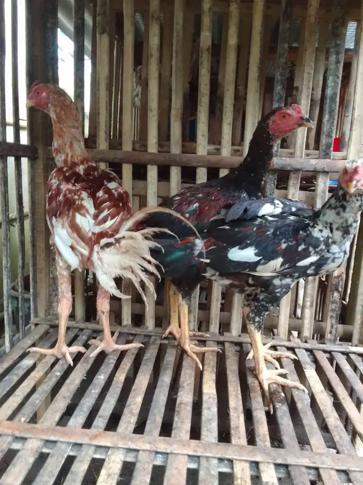 Ayam Bangkok X Birma