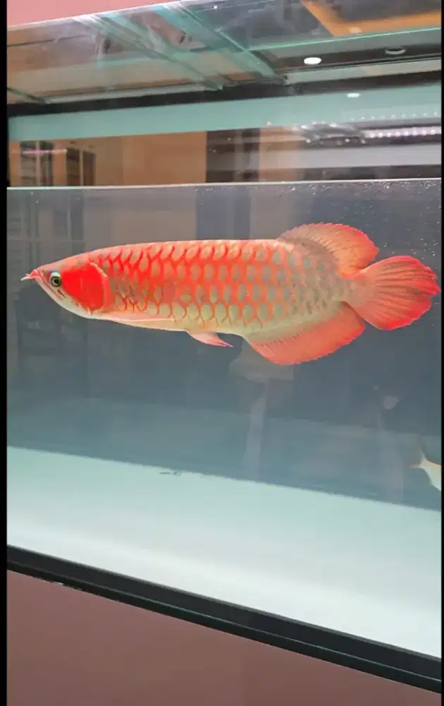 Arwana Super Red ITL 50 Cm