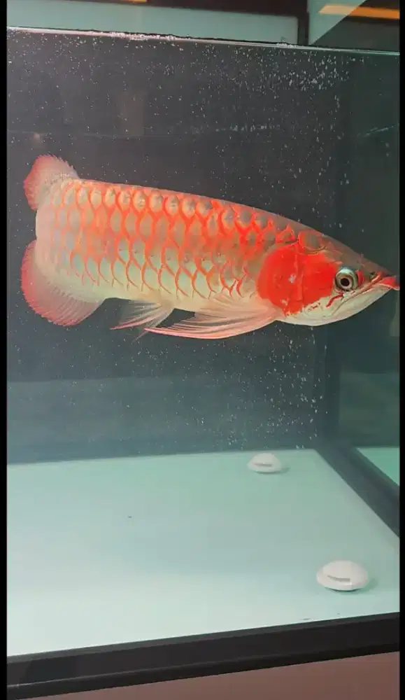 Arwana Super Red ITL 50 Cm