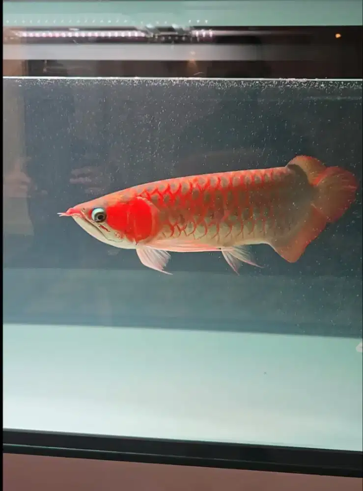Arwana Super Red ITL 50 Cm