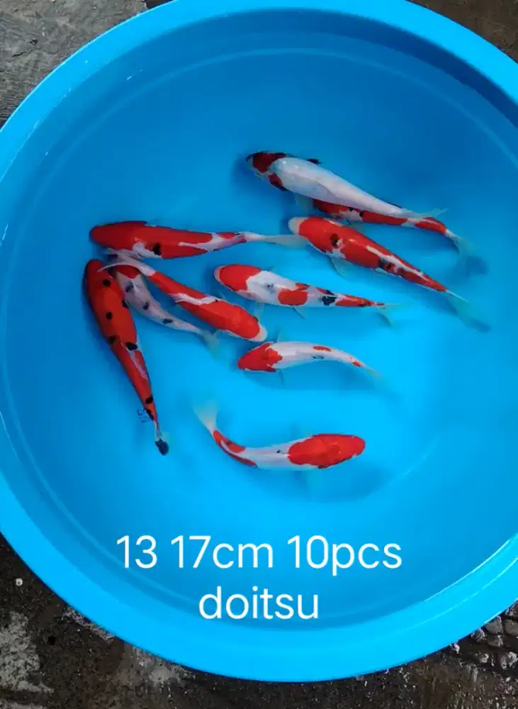 Paket koi Doitsu 10 ekor size 13 17cm