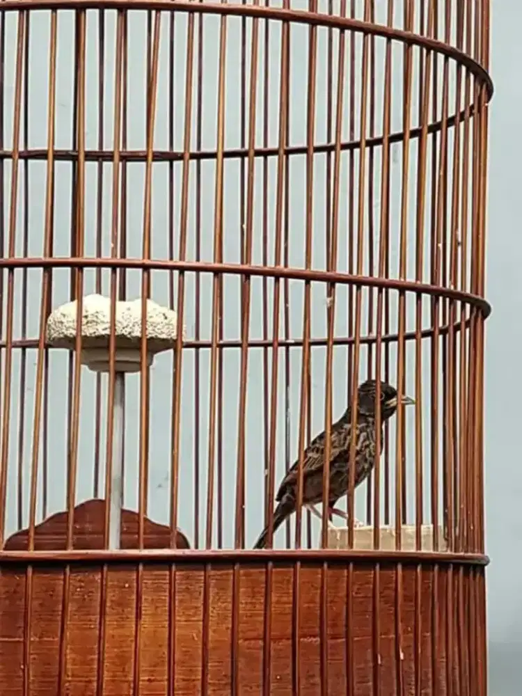 Branjangan, black lark