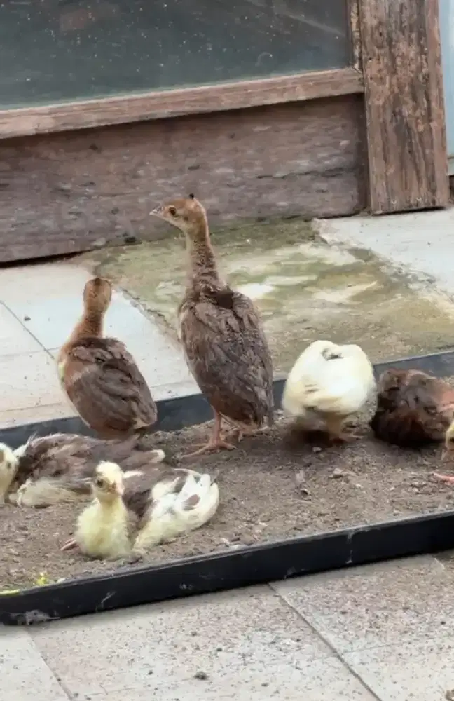 Anakan burung mrk india biru & blorok