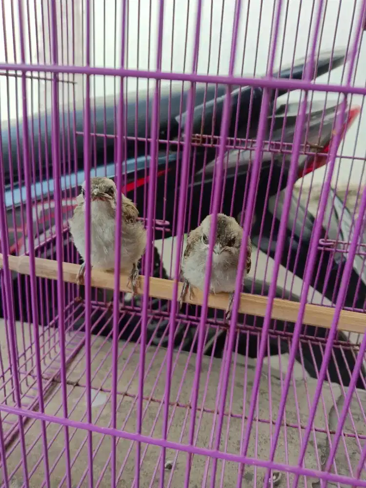 anak burung trukcukan / jogjog