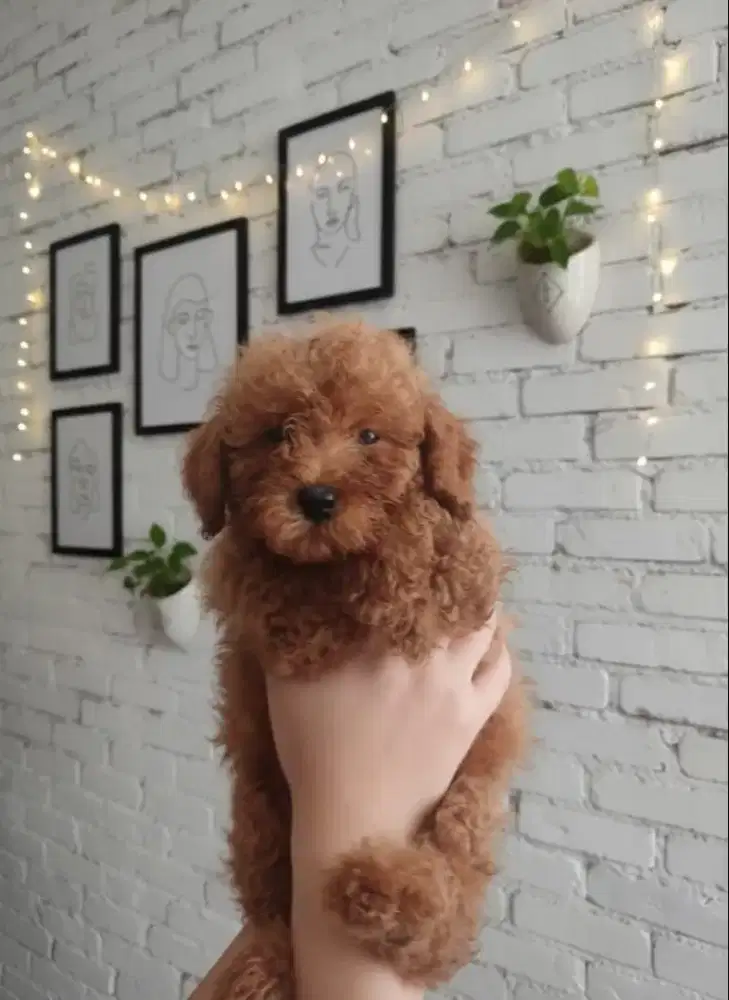 Red toy poodle jantan