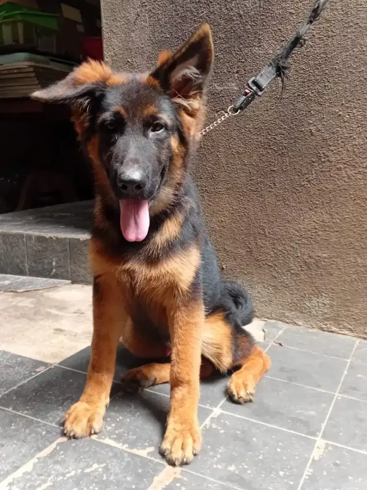 Herder anakan Import