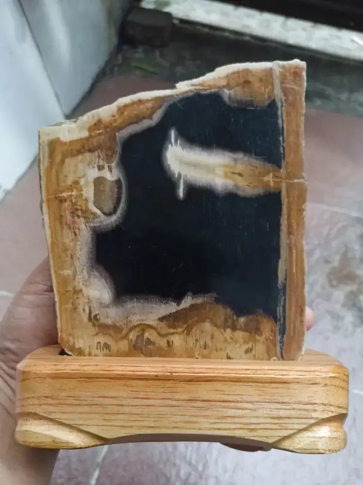 Pajangan Fosil Kelor Cakep