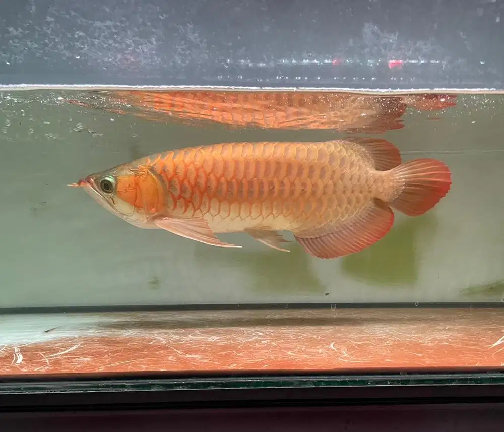 Ikan arwana super red