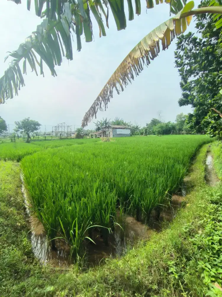 Jual Tanah Sawah lokasi dekat Perumahan