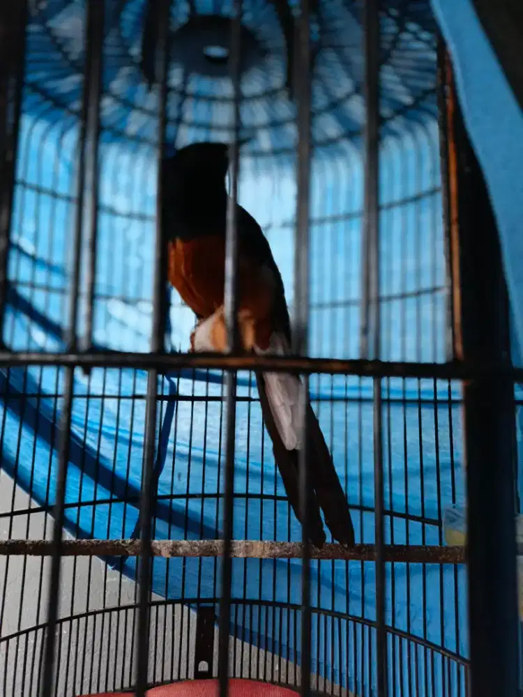 Murai Batu ring mapan