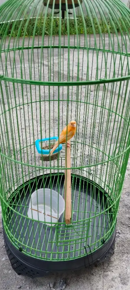 Burung kenari+kandang