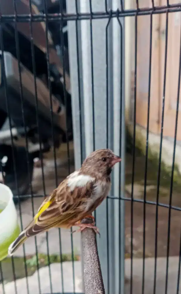 Blacsurt jantan blorok gacor nyayap