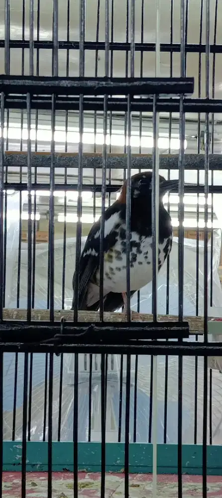 Di jual cepat Anis kembang gacor harga 1.500.000 Fullset