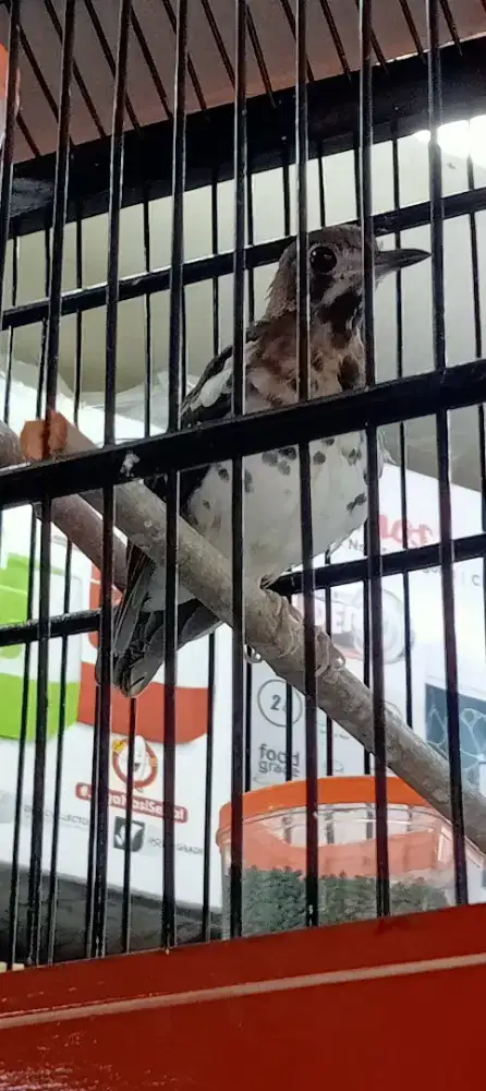 Di jual cepat Anis kembang gacor masih muda Fullset 1.250000