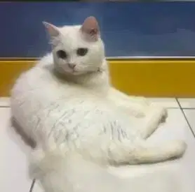 Open adopt kucing persia putih