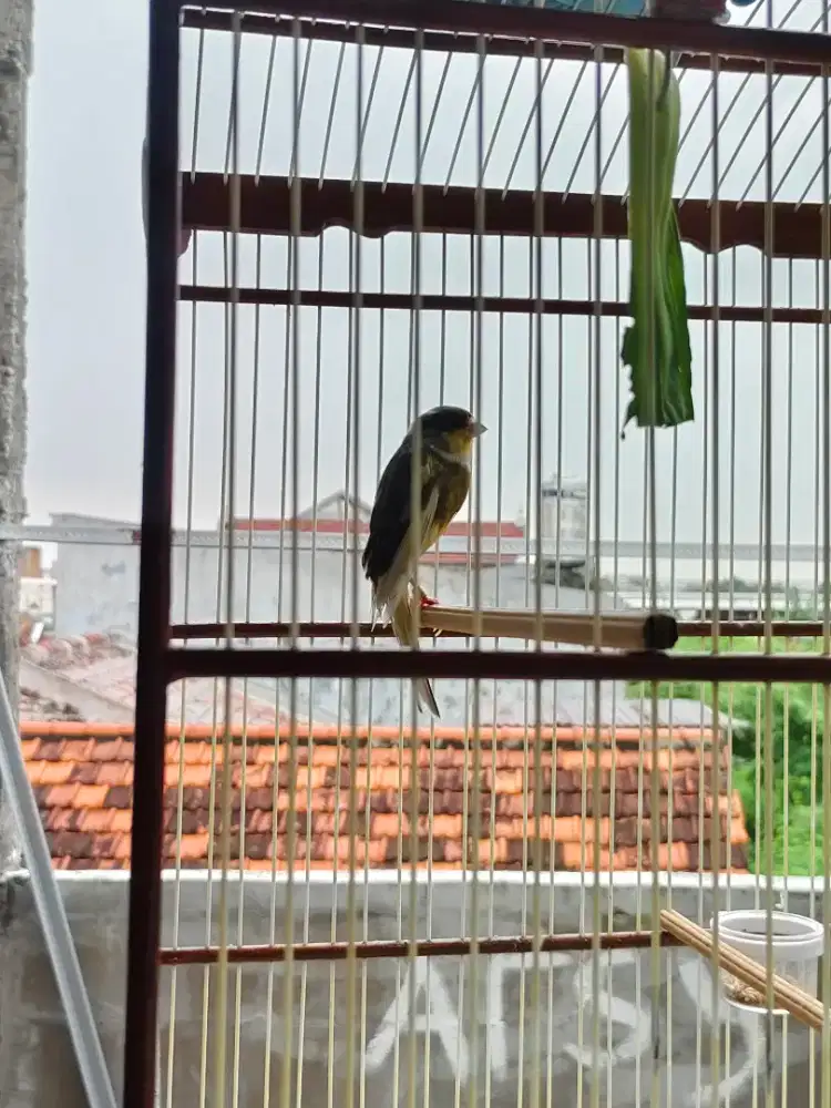 Kenari f1 hybrid gacor