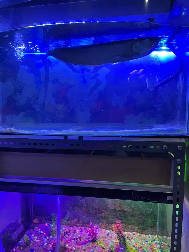 Ikan Arwana dan Aquarium cembung fullset dan aquarium biasa