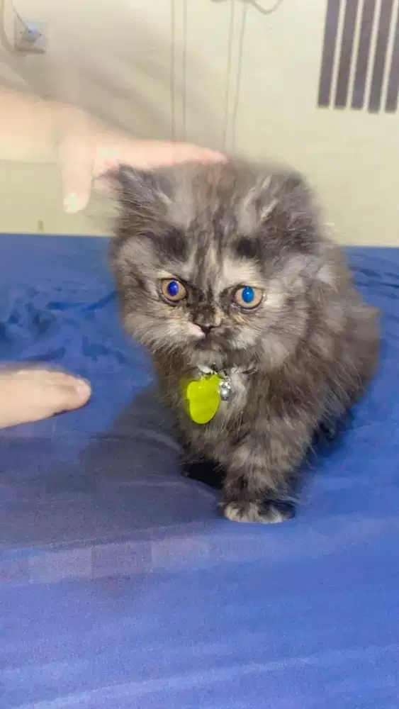 Kucing persia peaknose mix flat nose