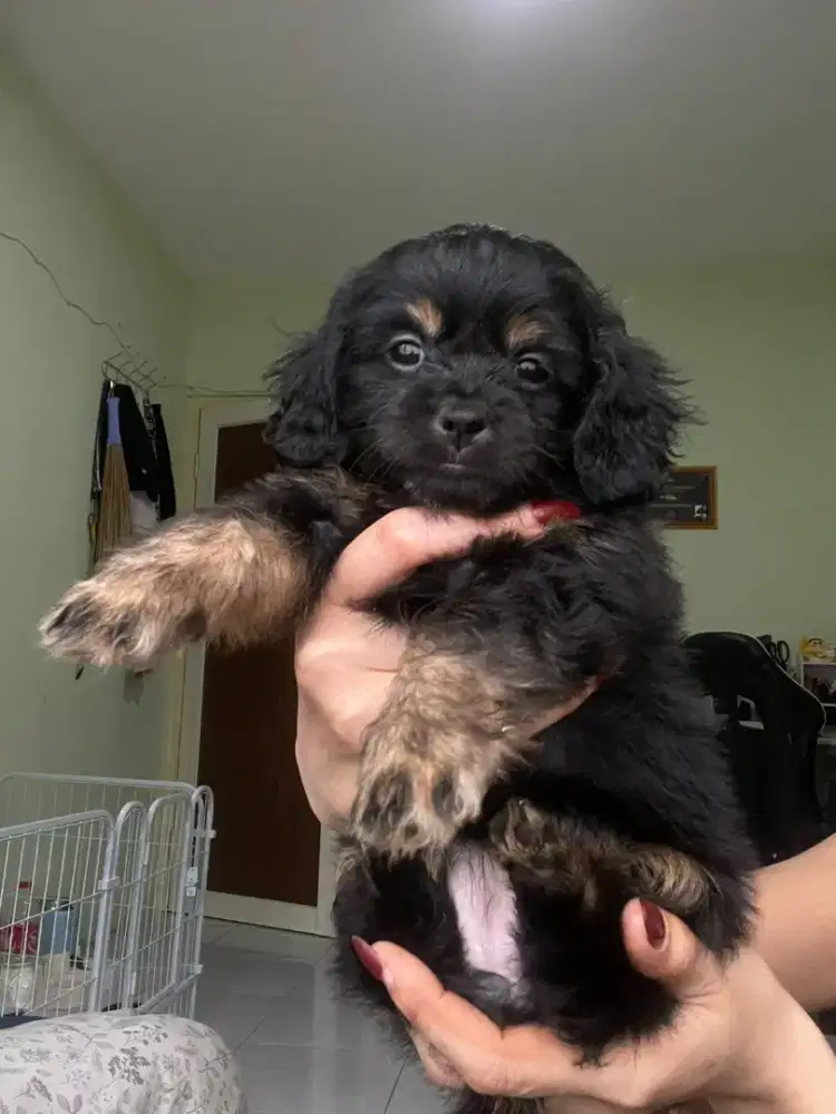 puppies Shipo betina