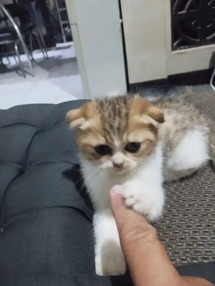 Scottish fold kitten