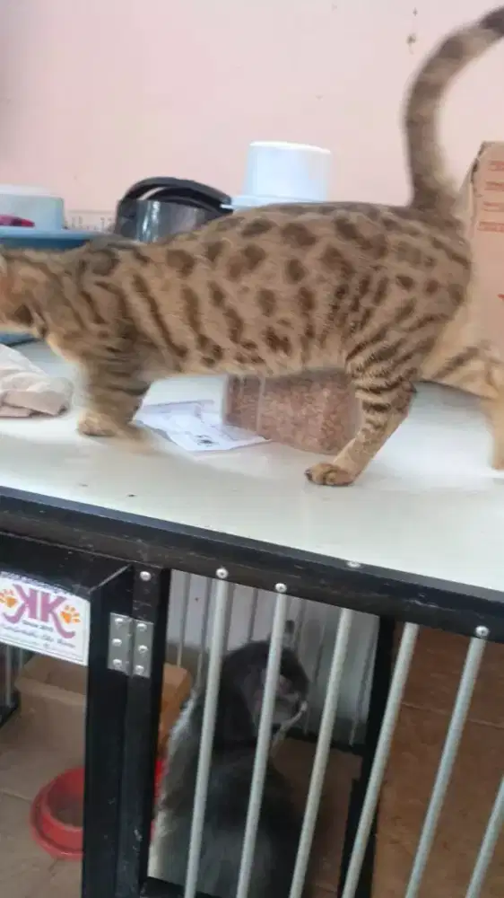 Di lepas kucing Persia Munchkin