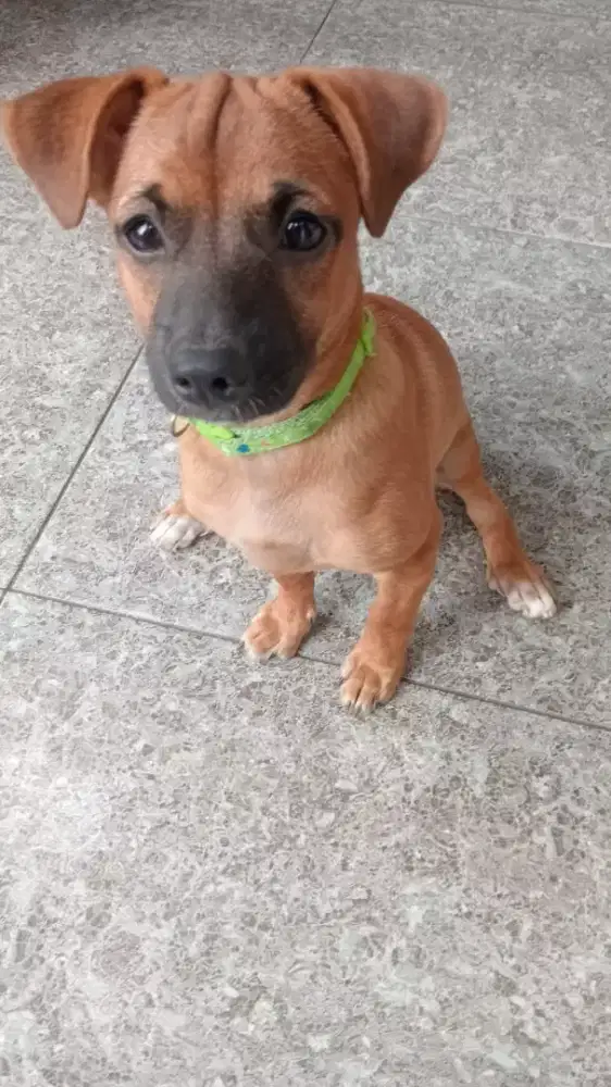 anjing mix umur 5 bulan