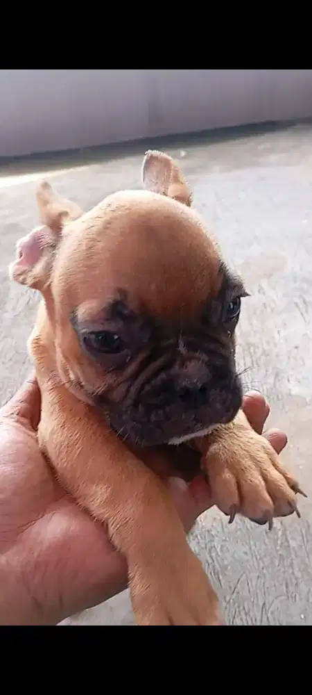 Franchi bulldog jantan