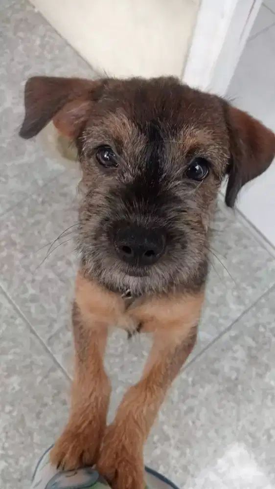 anjing mix usia 5 bulan