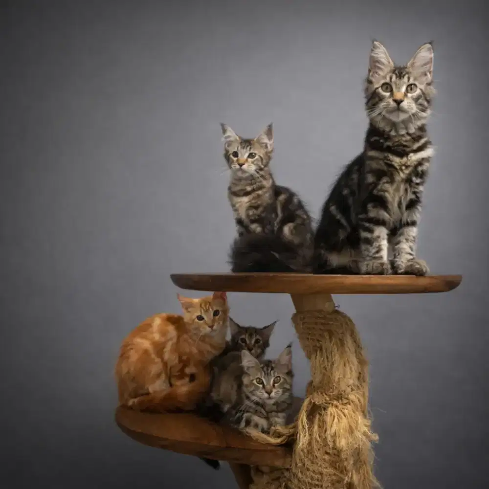 Kucing maine coon / kitten mainecoon / mc / mco / pedigre / ped