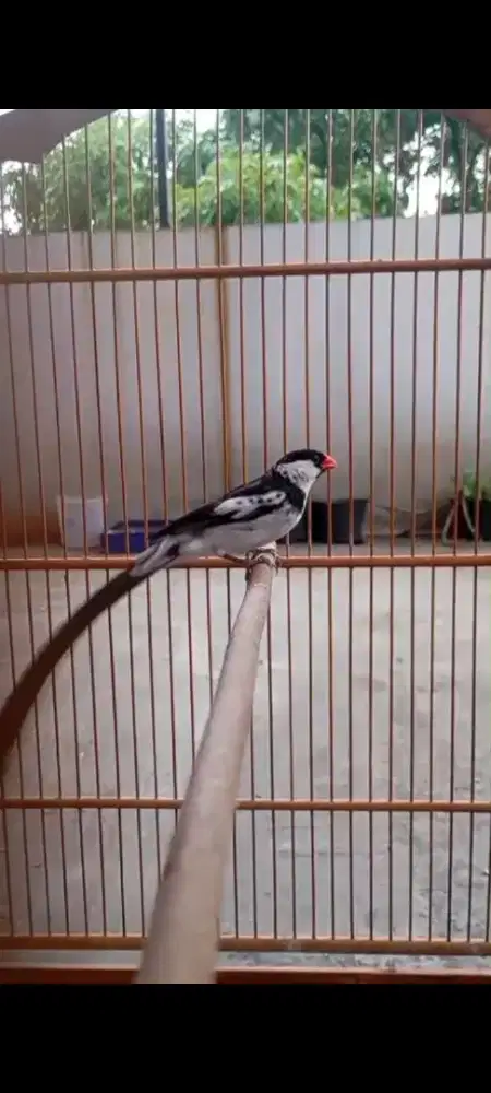 Burung Paradise pin tailed whydah