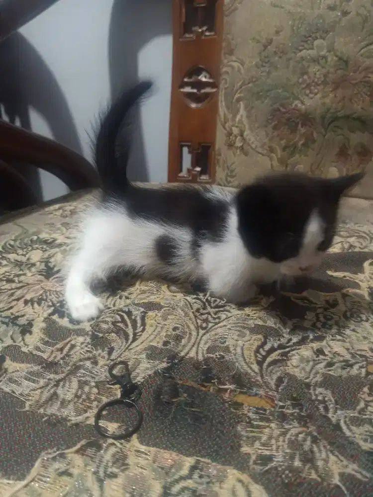 Munchkin hitam putih