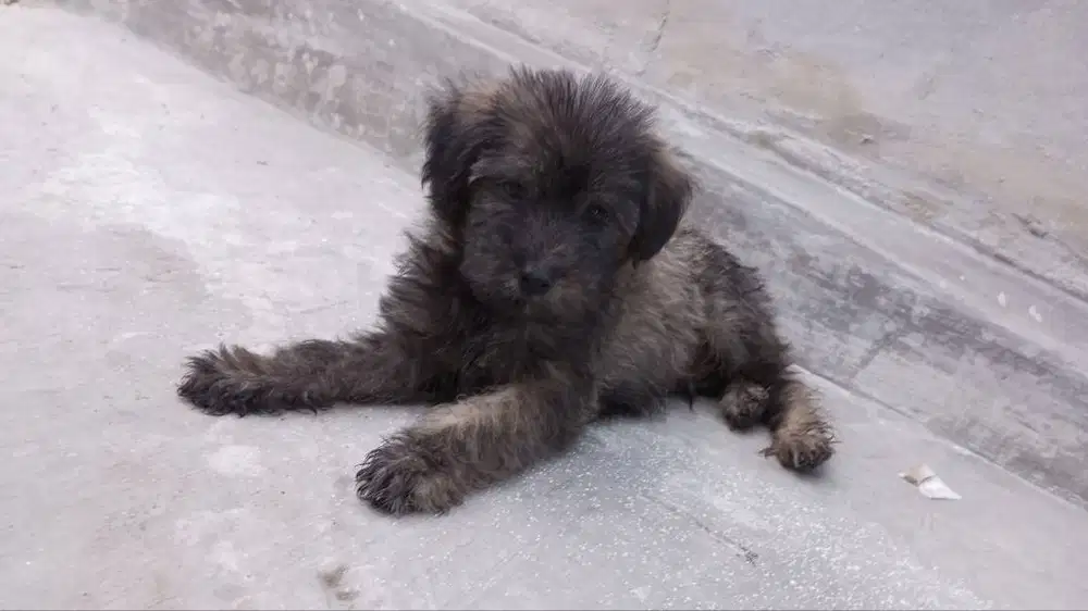 Semi hibah anakan maltese jantan