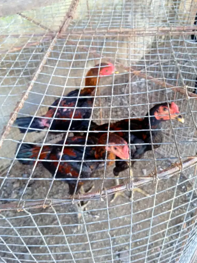 Ayam line khoytrad anakan 3 bersaudara, berkualitas dan sangat mewahh