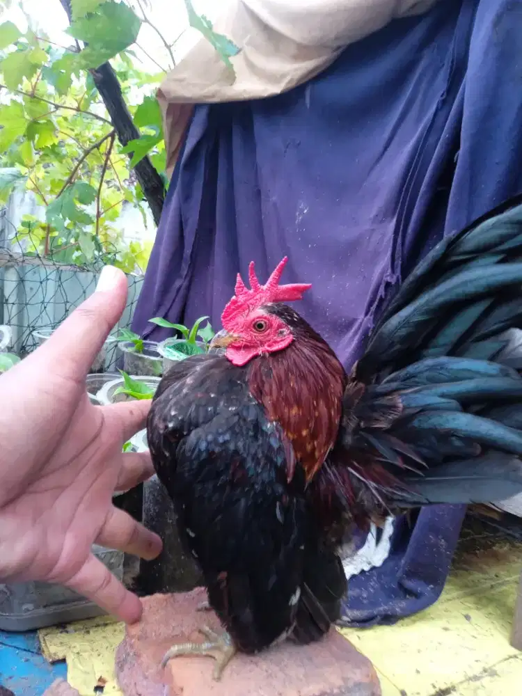 Sepasang Serama dewasa