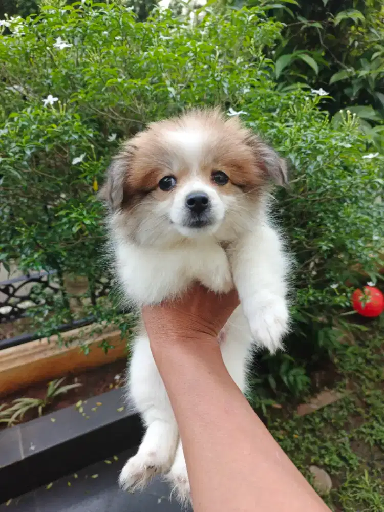 ANAK ANJING POM MIX SHIHTZU