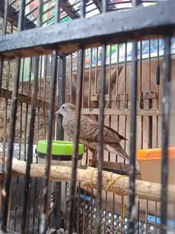 Perkutut Katuranggan Ring X~Ray