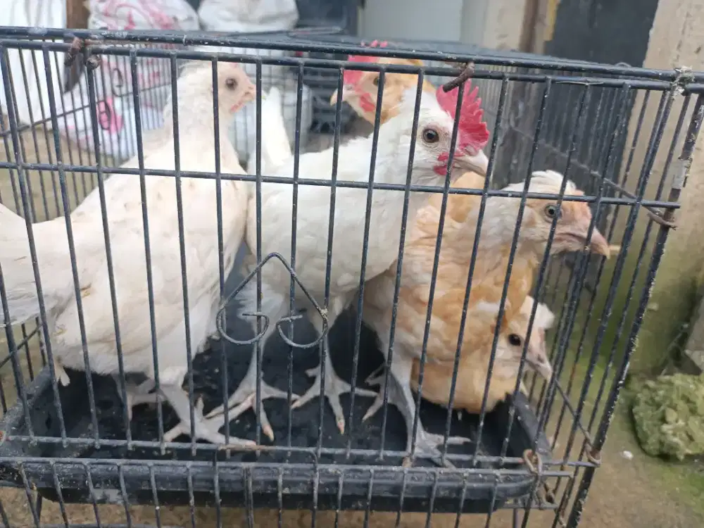 Ayam poland white dan crem premium