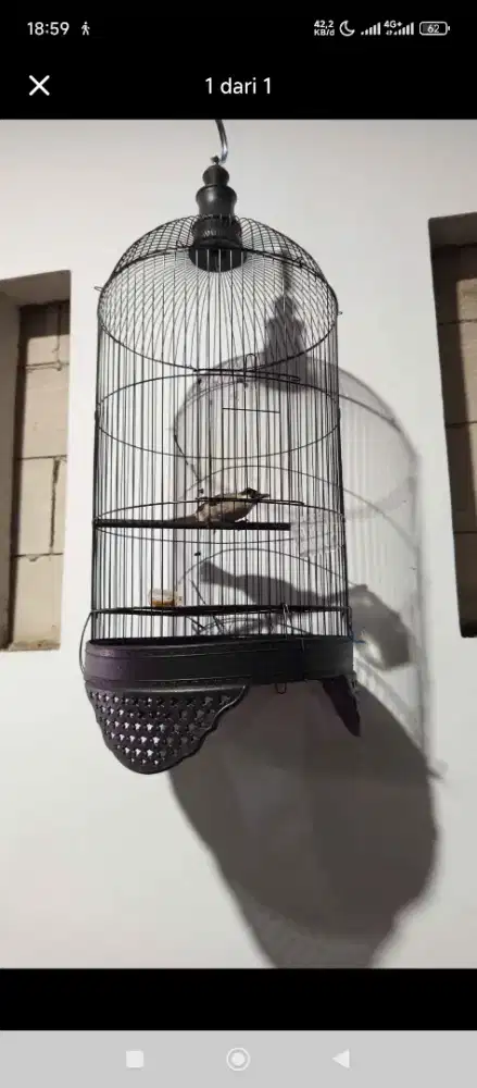 Kandang LB plus Kutilang