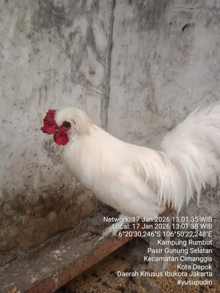 Ayam poland pejantan premium