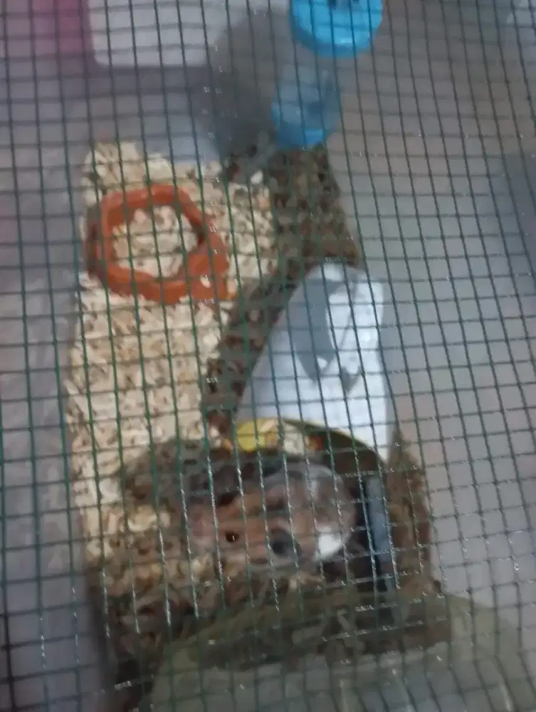 Hamster sirian jual cepat nego tipis