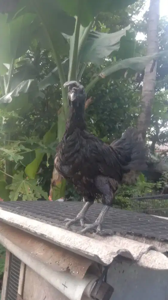 Ayam cemani betina