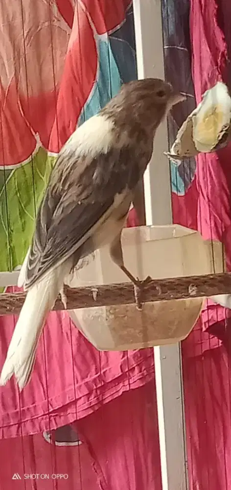 F1ysxF1ys paud jantan big