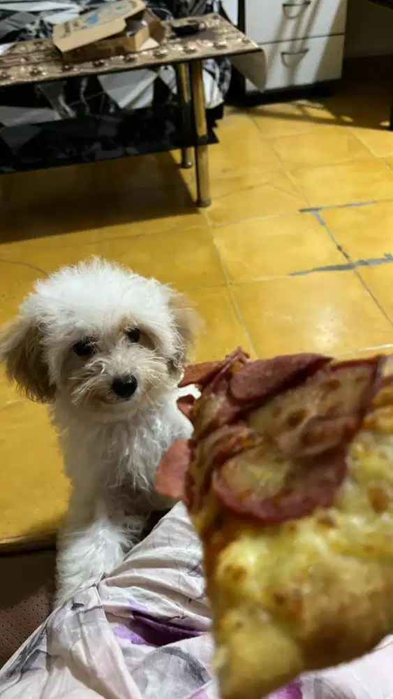 Jual anjing / doggy maltipoo