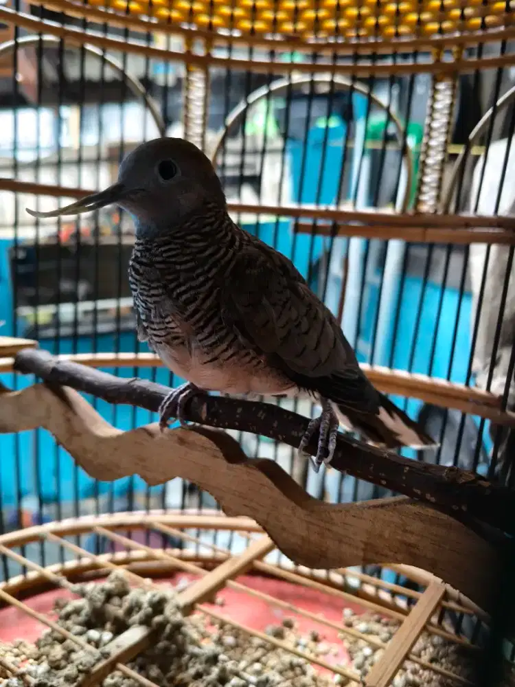 Perkutut katurangan tumbak cucukan