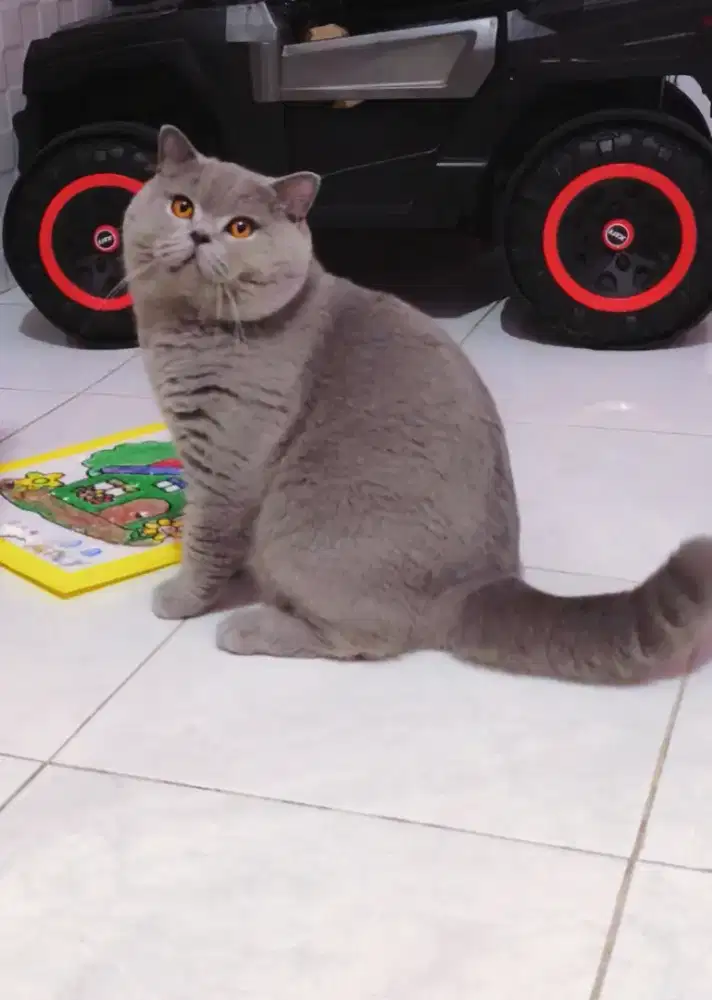 Kucing british shorthair light blue pejantan line import